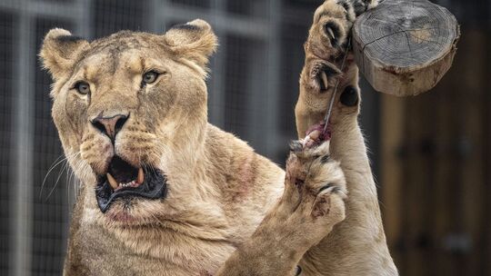 Löwin im Zoo Löwin im Zoo