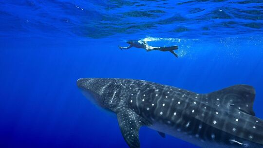 Walhaie vor St. Helena