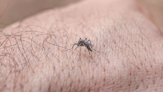 Chikungunyafieber-Ausbruch auf Kuba