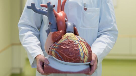 Herz-Kreislauf-Erkrankungen