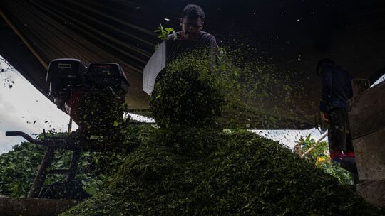 Koka: Anbau und Verarbeitung