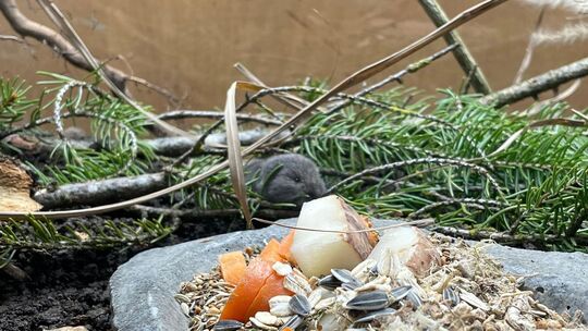 Bayerische Kurzohrmaus