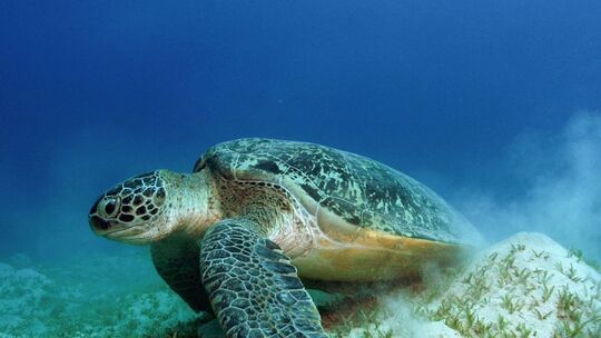 Grüne Meeresschildkröte