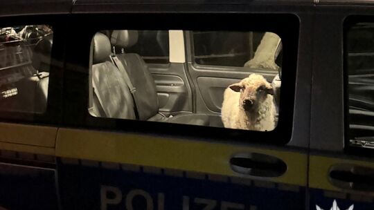 Polizei rettet Schaf auf Abwegen Polizei rettet Schaf auf Abwegen