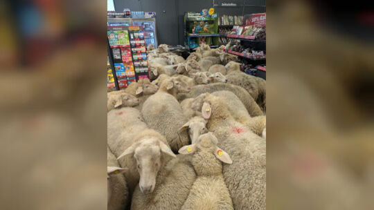 Schafe im PENNY Supermarkt