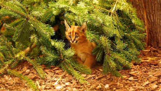 Karakal-Nachwuchs im Zoo Dresden