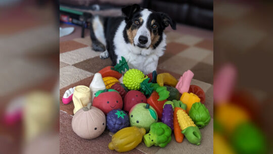 Hunde lernen aus mitgehörten Gesprächen