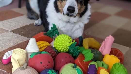 Hunde lernen aus mitgehörten Gesprächen
