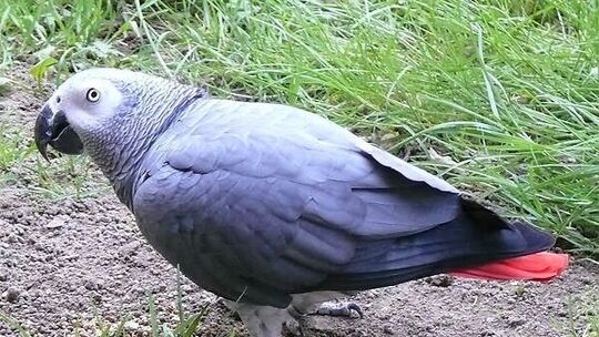 Bildquelle: https://www.zootier-lexikon.org/voegel-aves/papageienvoegel/afrikanische-papageien/graupapagei