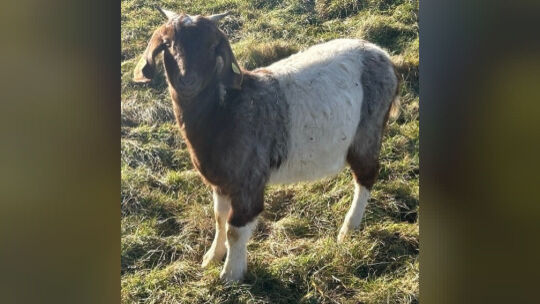 Vergleichsbild Zicklein Vergleichsbild Zicklein