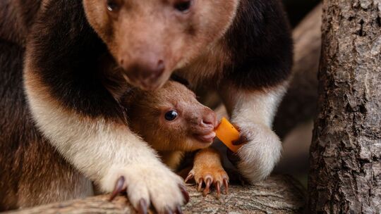 Baumkänguru-Jungtier in England geschlüpft Baumkänguru-Jungtier in England geschlüpft