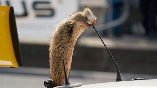 Kult-Opel kommt vorerst nicht zurück Kult-Opel kommt vorerst nicht zurück