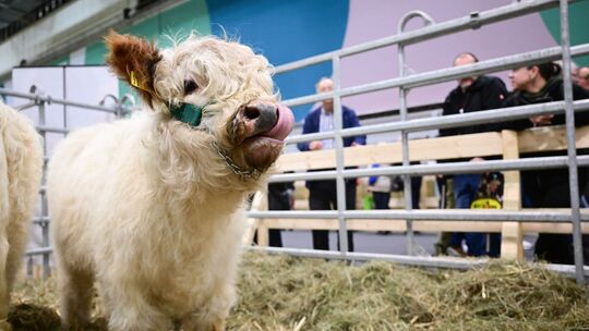 90. Grüne Woche Berlin - Eröffnungstag
