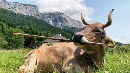 Werkzeugnutzung bei einer Kuh nachgewiesen Werkzeugnutzung bei einer Kuh nachgewiesen
