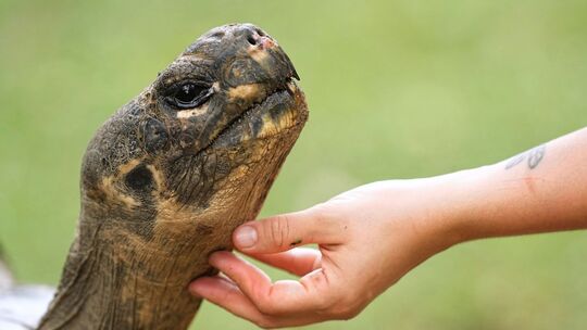 Auch Zoos haben ein Problem mit Überalterung