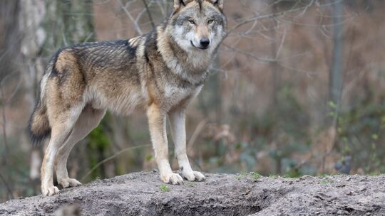 Wölfe in Hessen Wölfe in Hessen