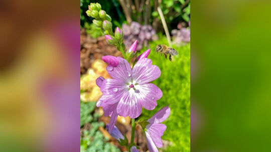 Gartenbesitzer können Bienen effektiv helfen, indem sie ein ganzjähriges Nahrungsangebot an ungefüllten Blüten schaffen, auf Pes