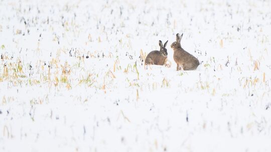 Winterwetter in Niedersachsen