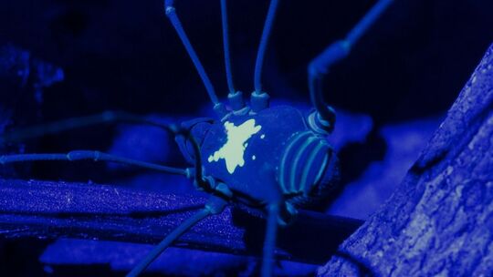 Leuchtender Weberknecht