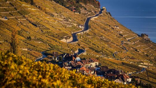 Weinanbau am Genfer See Weinanbau am Genfer See
