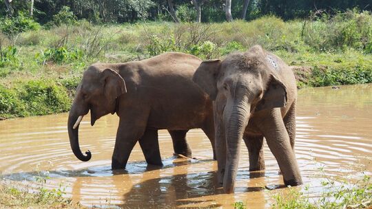Asiatische Elefanten in Thailand