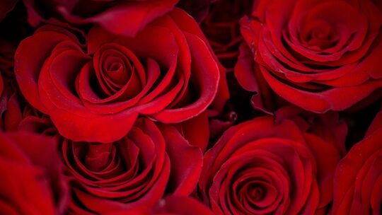 Vor dem Valentinstag - Rote Rosen