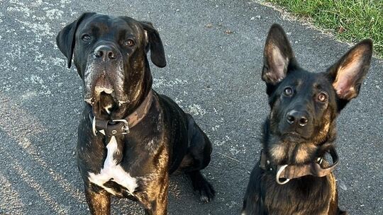 Baghira, Pierre Marx' Therapiehund, und Skyla (rechts) sind der Familie Marx-Rother geblieben. Skyla ist die Tochter beziehungsw