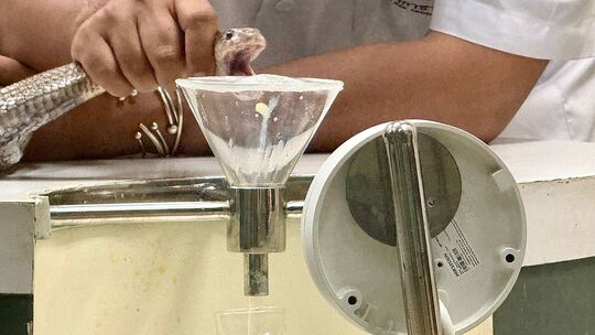 Schlangenfarm in Bangkok zur Herstellung von Antiserum