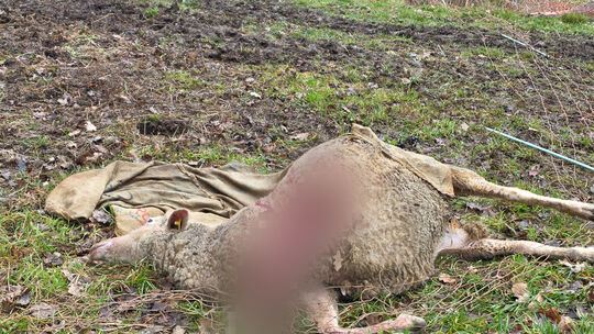 Insgesamt fünf Schafe wurden in Löllbach tot aufgefunden.