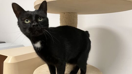 Katzen wie Kater Popeye waren durch den Vandalismus-Vorfall deutlich verschreckter und zurückhaltender. Für die Vandalismus-Schä