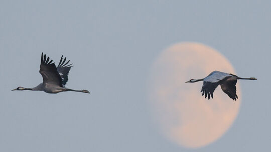 Die Kraniche sind schon wieder auf dem Rückweg von den Winterquartieren und überqueren dabei auch zu Tausenden den Westerwald. A