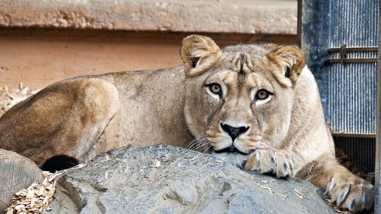 Der Tod von "Zari" hat viele Tierfreunde traurig gemacht. Nach einer passenden Löwin für Kater "Julius" wird bereits gesucht.