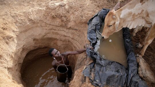 Klimawandel könnte Weideflächen verknappen
