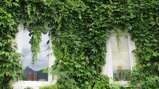 Mit einer Begrünung von Dächern und Fassaden werden überhitzte Bereiche verringert und die Biodiversität gesteigert. In Neuwied