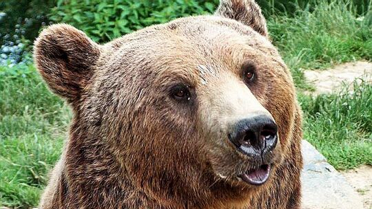 Nach Sallys Krebsdiagnose im Januar machen sich viele Besucher Sorgen. Doch der Park plant, auch zukünftig Braunbären zu halten.