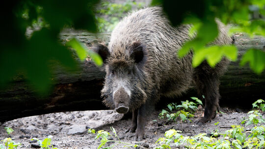 Bereits im Dezember wurde nahe Birkenbeul ein totes Wildschwein gefunden. Es besteht der Verdacht der Jagdwilderei (Symbolbild).