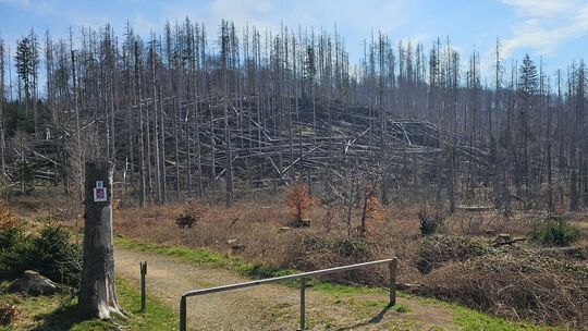 Verwüstete Fichtenlandschaft im Nationalpark Hunsrück-Hochwald: Zwei Drittel der Bäume sind inzwischen abgestorben. Jetzt wird e