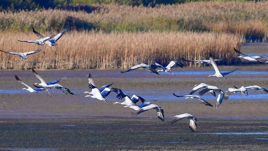 Harry Neumann von der Naturschutzinitiative ist es schon mehrfach gelungen, die Kraniche zu fotografieren, wenn sie zu Hunderten