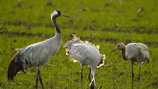 Die Vogelgrippe ist nach wie vor ein Thema - auch jetzt, wenn es die Kraniche wieder in ihre nördlichen Brutgebiete zieht. Zu T