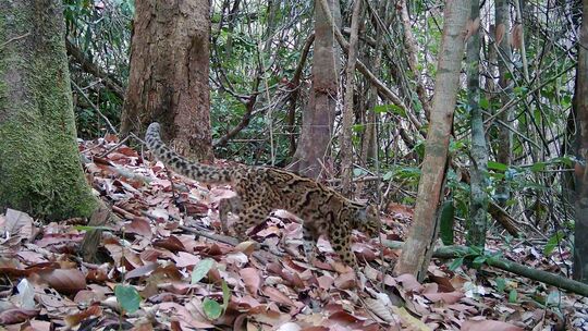 Artenvielfalt im Virachey-Nationalpark Artenvielfalt im Virachey-Nationalpark