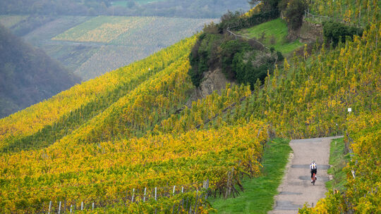 Rennradfahrer und E-Biker sind die Zielgruppe des neuen Moselhöhen-Radwegs, der von Saarburg bis Koblenz führen soll.