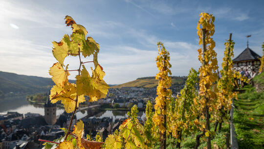 Der Weinbau kriselt, auch an der Mosel. Viele Flächen liegen bereits brach. Was könnte alternativ auf ihnen angebaut werden?