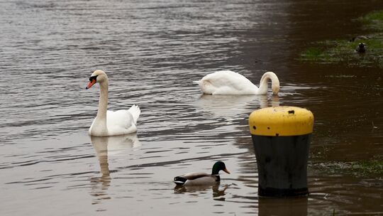 Schwäne auf der Mosel bei Hatzenport bei einem Hochwasser anno 2021 (Symbolbild).