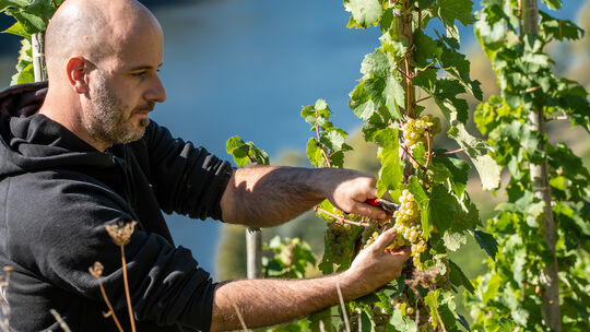 In der Steillage wie hier in Briedel sind die Moselwinzer am stärksten gefordert.