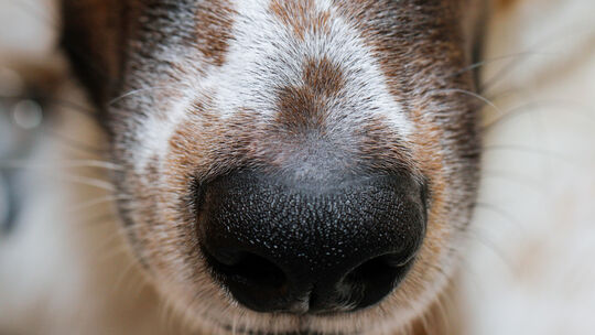 Die Schnauze eines Mischlingshundes (Symbolbild).