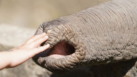Streicheleinheit für den Elefanten