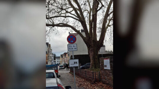 Das Schild kündigt jetzt schon an, was in der kommenden Woche geplant ist: Drei gesunde Platanen auf dem Schulhof der Geschwiste