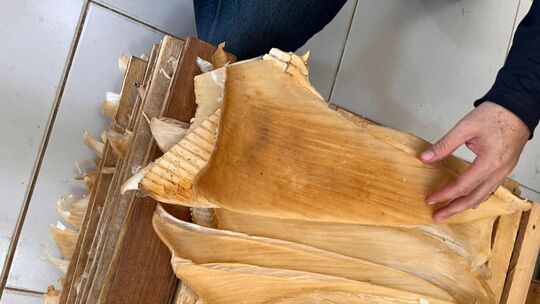 Mehr als 1,5 Tonnen Haiflossen in Brasilien beschlagnahmt