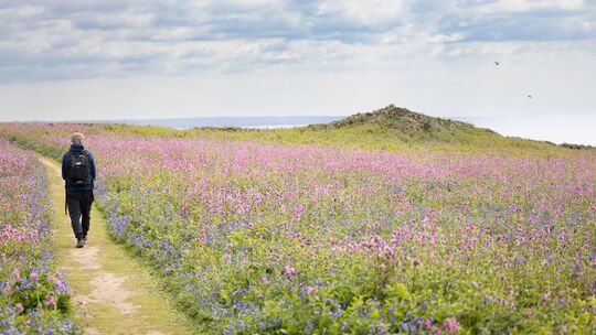 Wanderung auf der Insel Skomer Wanderung auf der Insel Skomer