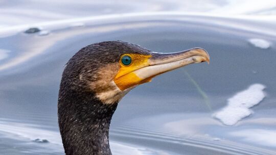 Kormoran Kormoran